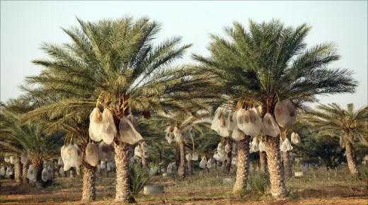 تافيلالت .. تلقيح النخيل بين الطرق التقليدية و التقنيات الحديثة