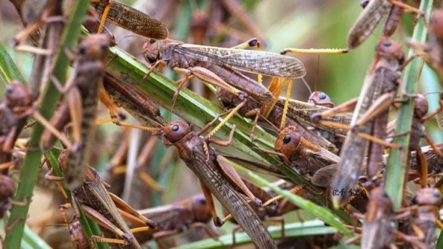 تخوف كبير لدى الحكومة المغربية من غزو الجراد الصحراوي الذي يهدد الفلاحة ببلادنا