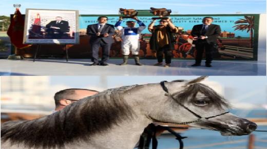 الملتقى الدولي للمغرب 2025: تتويج الفرس “مشرف” بالجائزة الكبرى لصاحب الجلالة الملك محمد السادس للخيول العربية الأصيلة