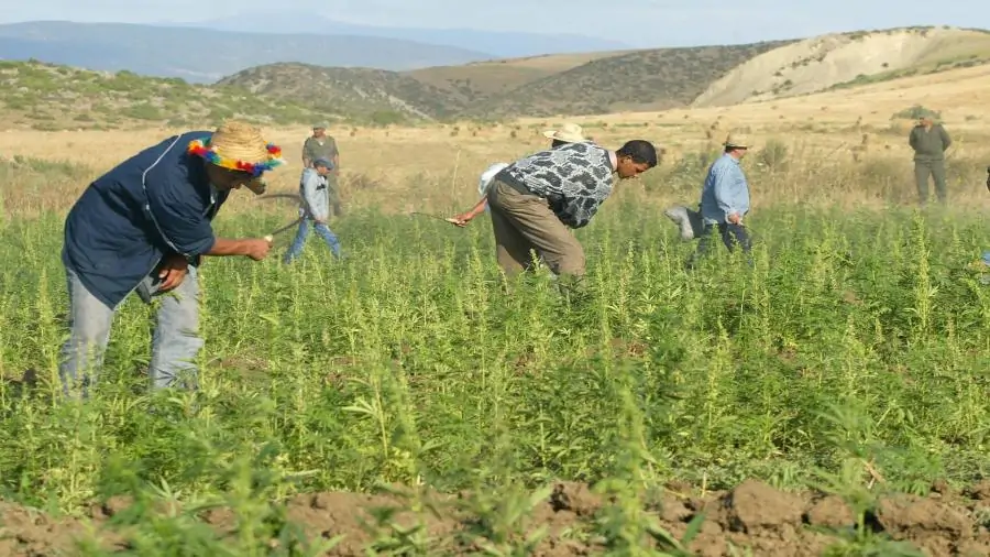 العفو على المتابعين في قضايا مرتبطة بزراعة القنب قرار ملكي ببعد إنساني عميق سيغير حياة المعنيين جذريا